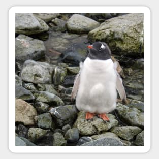 Gentoo penguin chick Sticker